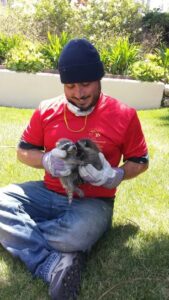 A technician from Animal Boy Trapping Services LLC holding two baby raccoons in Long Beach, CA.