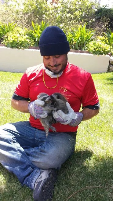 A technician from Animal Boy Trapping Services LLC holding two baby raccoons in Long Beach, CA.