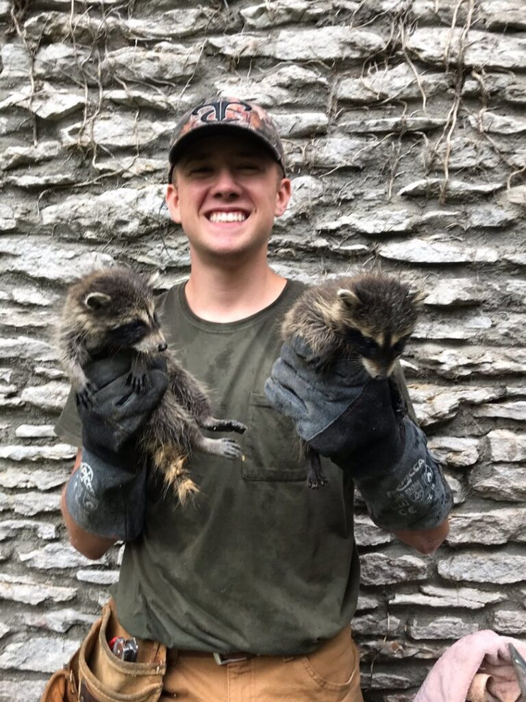 A smiling technician holding two baby raccoons in protective gloves after removal by S-Tier Wildlife Control LLC in Lexington, KY.
