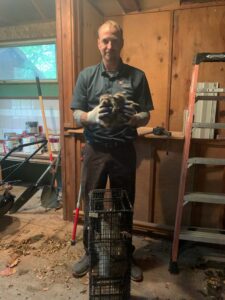 A K.P. Wildlife Control and Repairs LLC technician holding several baby raccoons, with a trap on the floor, in Annapolis, MD.