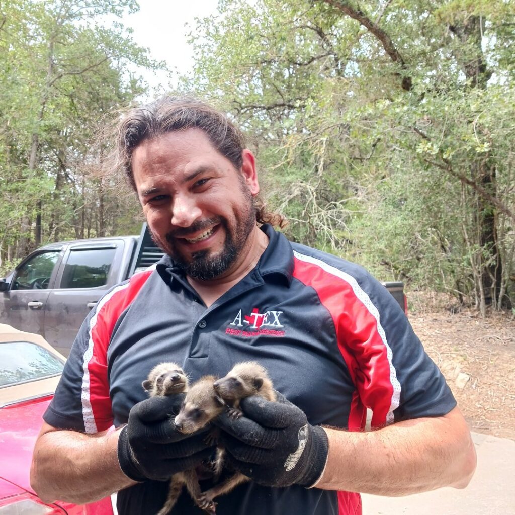 A technician from A-TEX PEST MANAGEMENT INC. in Austin, TX, smiling while holding two baby raccoons, demonstrating wildlife removal services