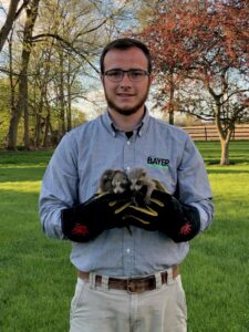 A Bayer Pest Control technician wearing protective gloves, holding two rescued baby raccoons during a wildlife removal service in Dayton, OH.