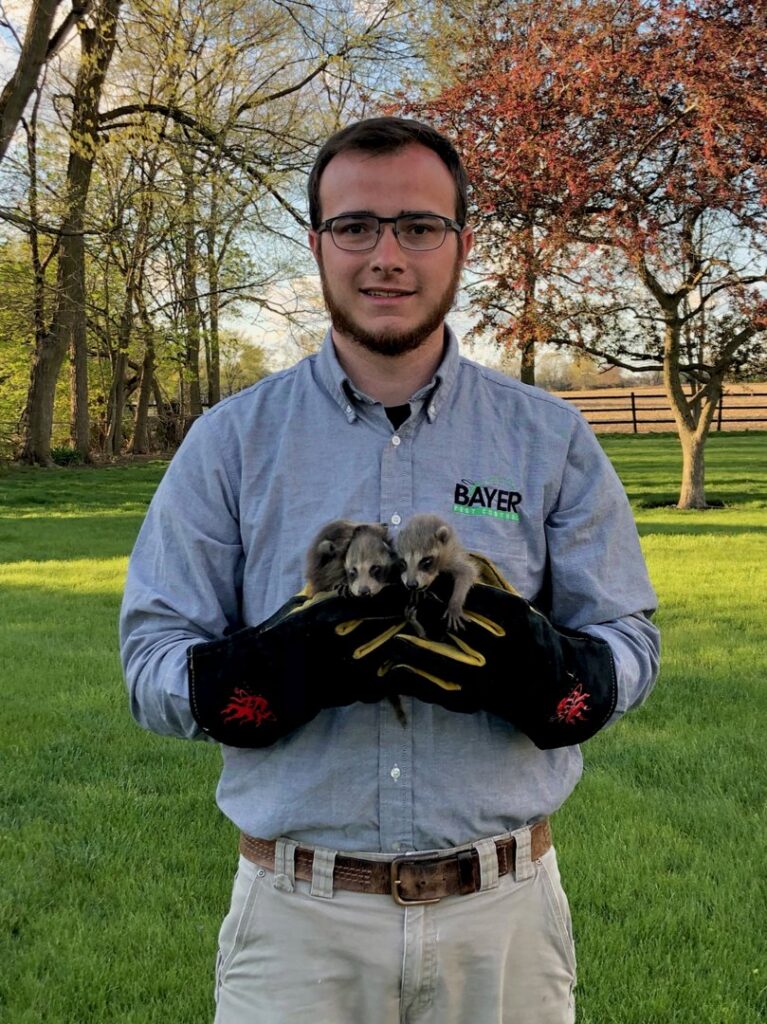 A Bayer Pest Control technician wearing protective gloves, holding two rescued baby raccoons during a wildlife removal service in Dayton, OH.