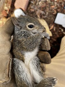 A technician safely holding a baby squirrel for Defender Wildlife & Pest Control in Rogers, AR.