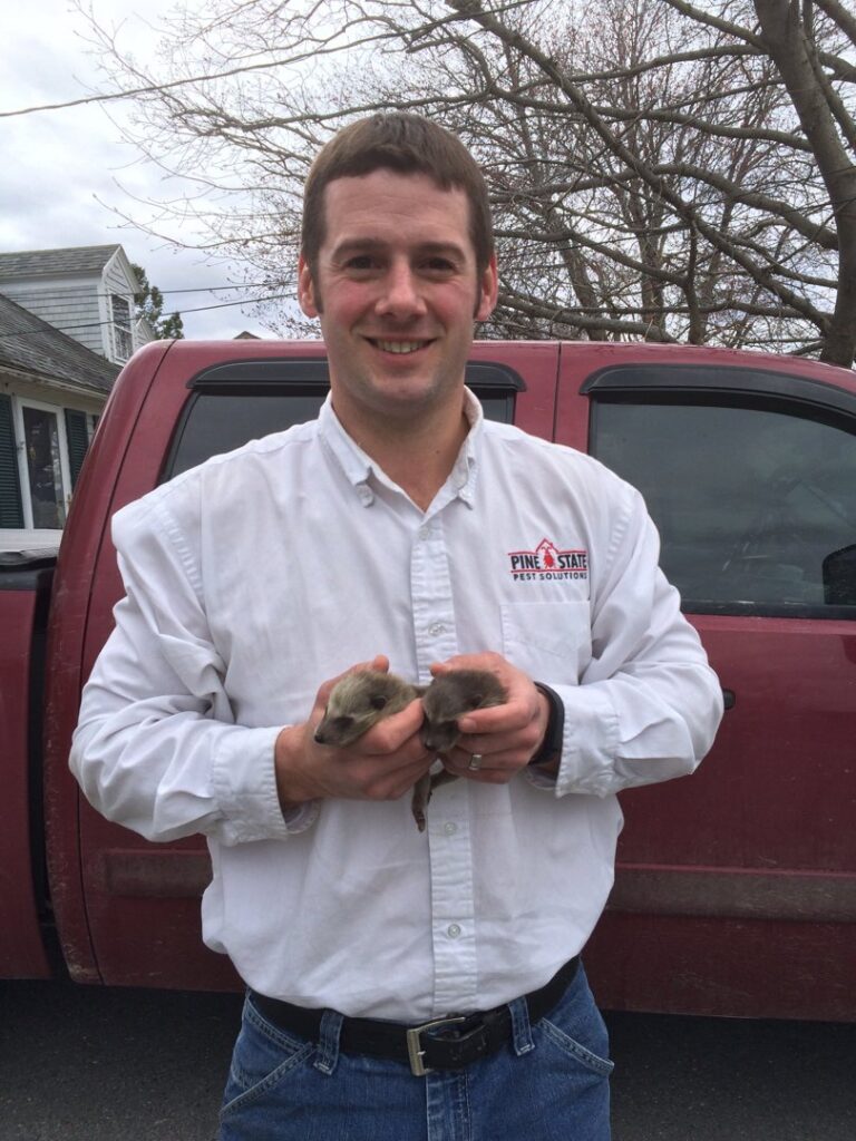 A Pine State Pest Solutions technician holding two baby wildlife animals, demonstrating humane wildlife control in Auburn, ME.