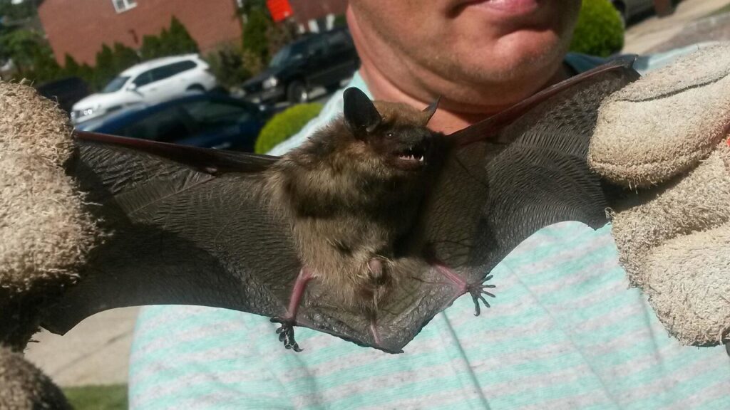 A Superb Pest Control technician wearing gloves and holding a bat for wildlife removal in Elizabeth, NJ.