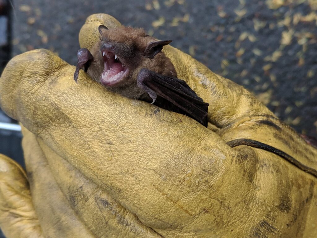 A New England Wildlife Control technician safely holding a bat with a protective glove in Salem, NH.