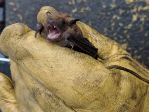 A New England Wildlife Control technician safely holding a bat with a protective glove in Salem, NH.