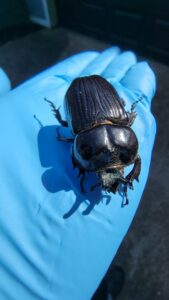 A gloved technician's hand holding a large black beetle, indicating pest identification by Hub City Pest Control in Jackson, TN