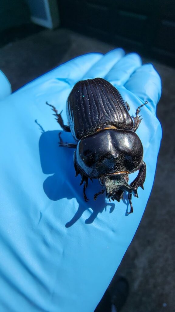 A gloved technician's hand holding a large black beetle, indicating pest identification by Hub City Pest Control in Jackson, TN