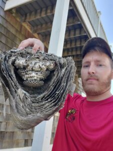 A Milltown Pest Control LLC technician holding a large, cut-open wasp nest revealing its internal structure in Derry, NH.