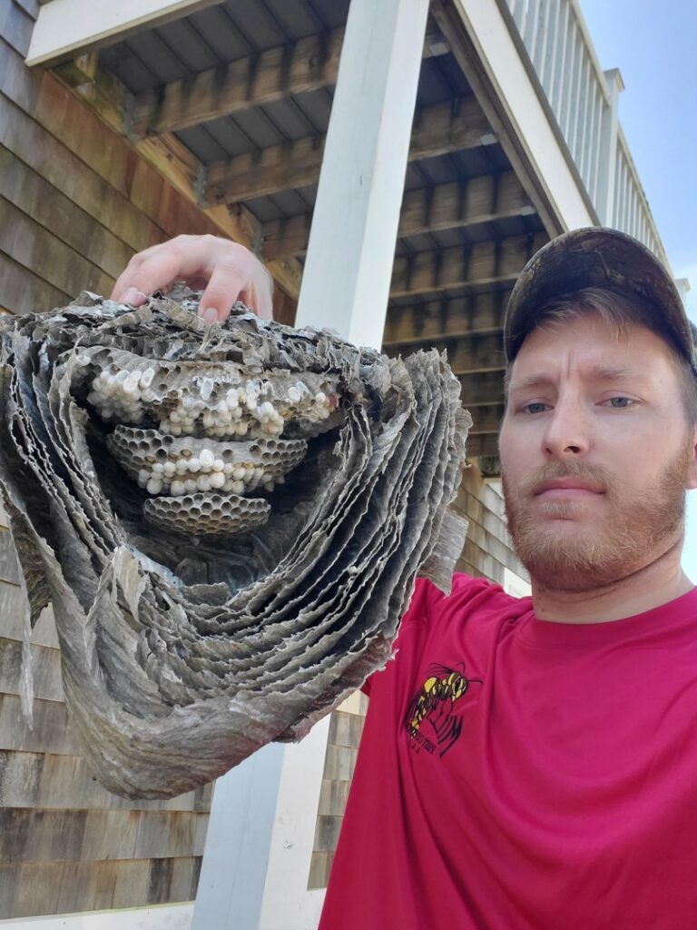 A Milltown Pest Control LLC technician holding a large, cut-open wasp nest revealing its internal structure in Derry, NH.