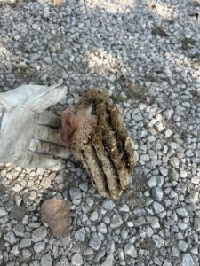 A pest control technician holds an elongated wasp nest removed by Titan Pest Pro in Kansas City, MO.