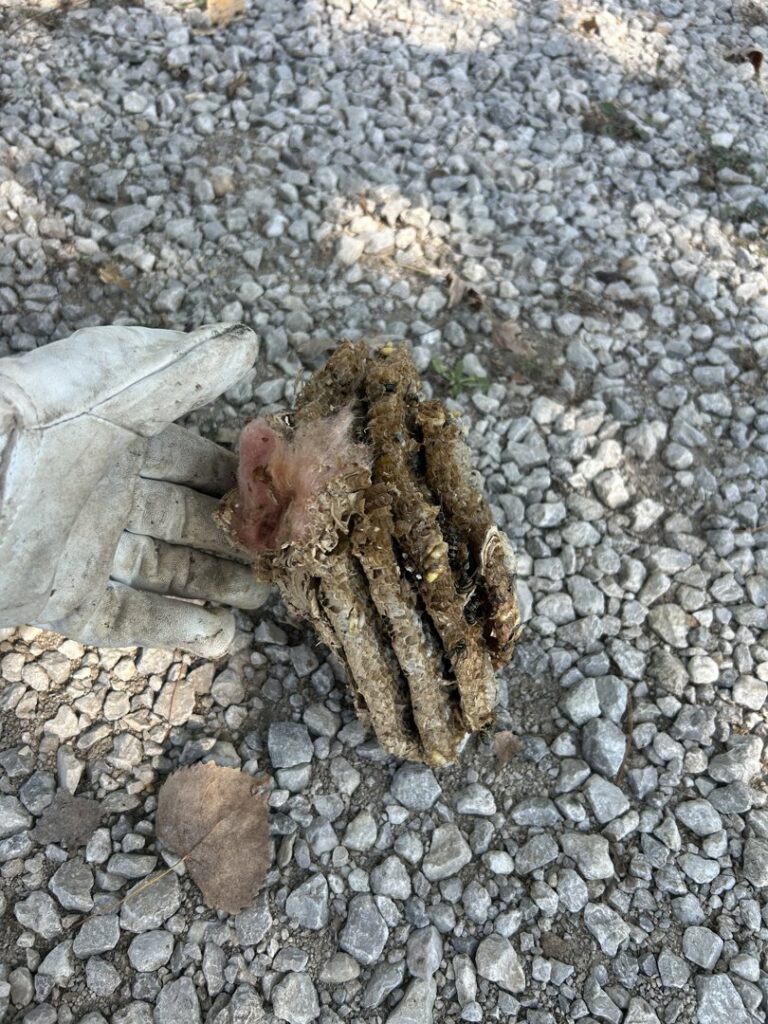 A pest control technician holds an elongated wasp nest removed by Titan Pest Pro in Kansas City, MO.