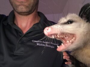 A Complete Animal Removal USA wildlife biologist holding a hissing opossum in Louisville, KY.