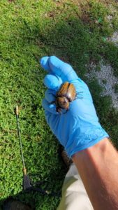 A gloved technician's hand holding a large beetle, indicating pest identification by Hub City Pest Control in Jackson, TN