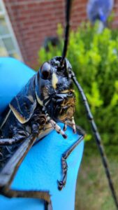 A gloved technician's hand holding a large grasshopper, indicating pest identification by Hub City Pest Control in Jackson, TN