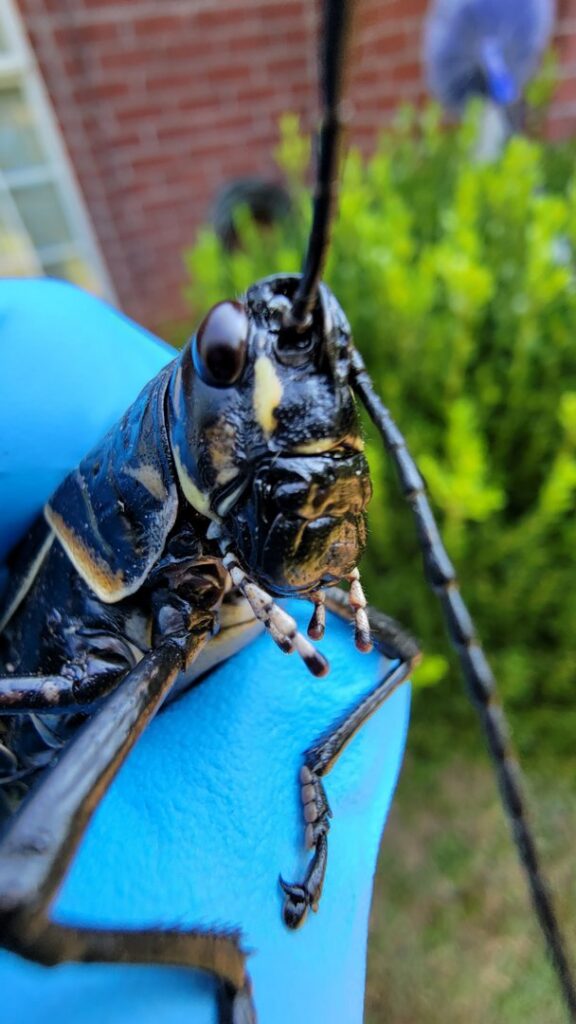 A gloved technician's hand holding a large grasshopper, indicating pest identification by Hub City Pest Control in Jackson, TN