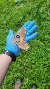 A gloved technician's hand holding a large moth, demonstrating wildlife handling by Hub City Pest Control in Jackson, TN