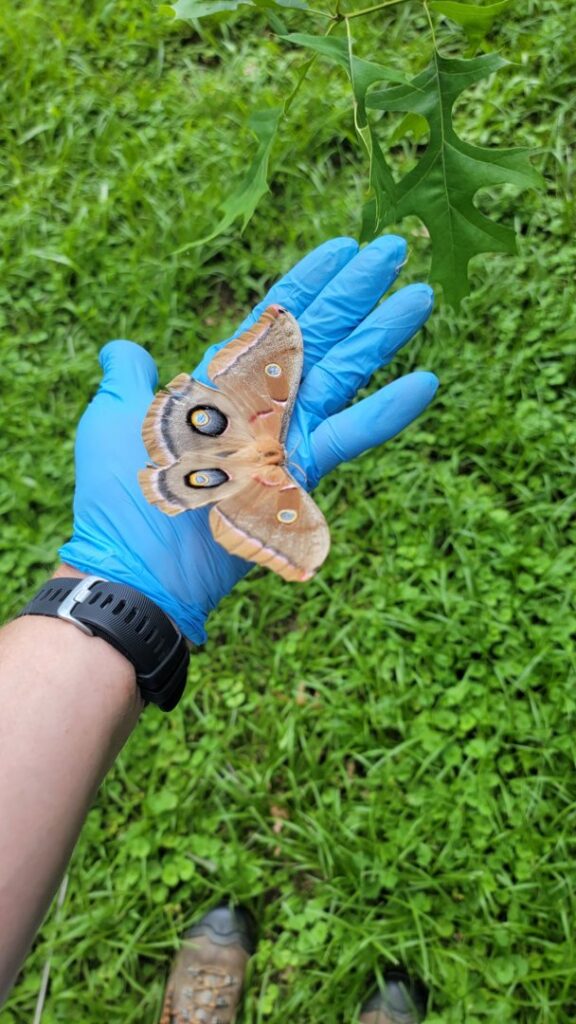 A gloved technician's hand holding a large moth, demonstrating wildlife handling by Hub City Pest Control in Jackson, TN
