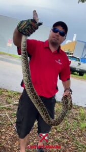 A technician from Xceptional Wildlife Removal Jacksonville, FL, holding a large python during a wildlife removal service.