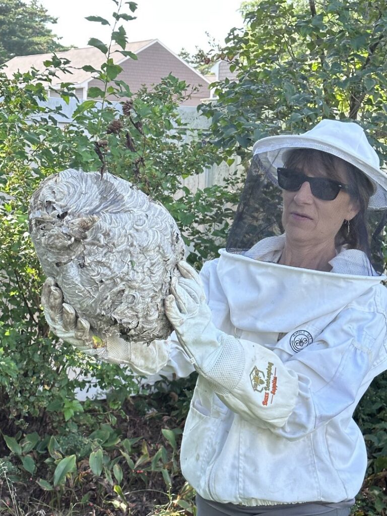 A technician in protective gear holding a large, successfully removed wasp or hornet nest for Grenier's Pest Control in Essex Junction, VT.