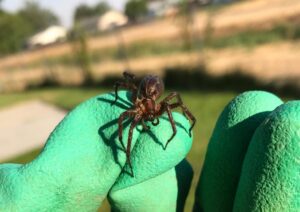 A PestEx Idaho technician holding a large spider on a gloved hand, demonstrating pest removal in Boise, ID.