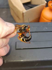 A technician's hand holding a large wasp, demonstrating pest identification by American Pest Control in Vestavia Hills, AL.