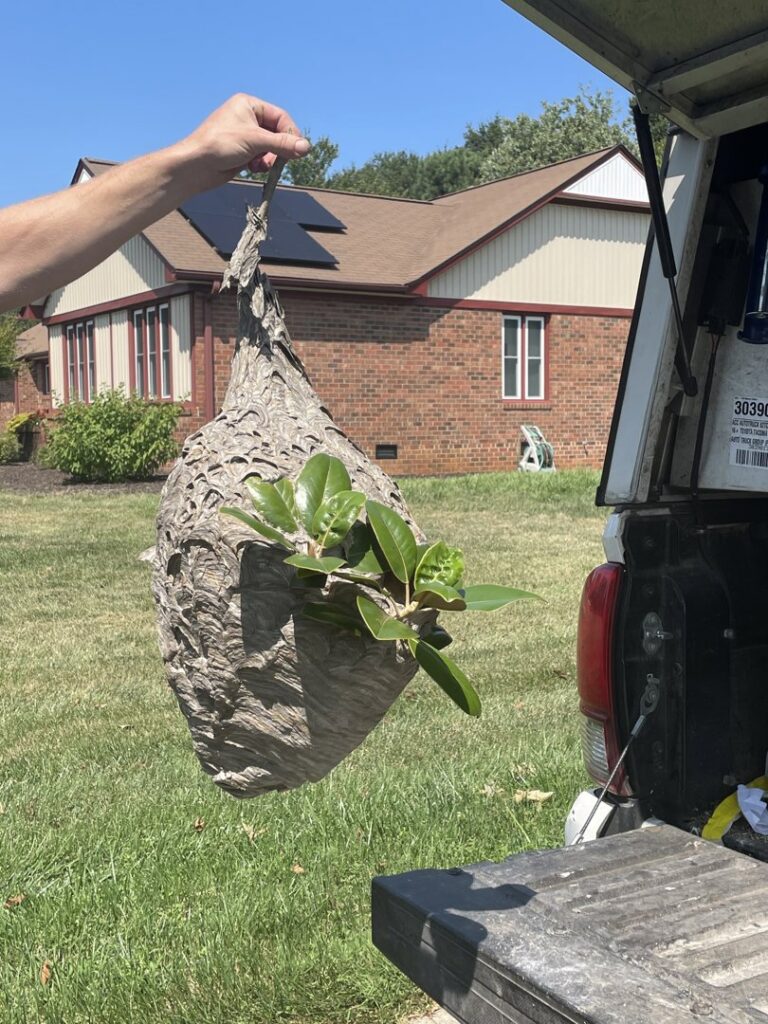 A Bulwark Exterminating technician holding a large wasp nest removed from a property in Greensboro, NC.