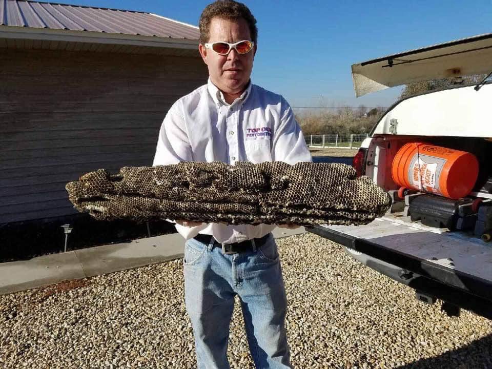 A Top Gun Pest Control technician holding a large wasp nest removed during a pest control job in Caldwell, ID.