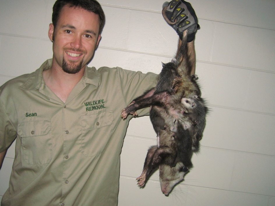 A Wildlife Removal Pro Utica, NY, technician holding a removed opossum with its young.
