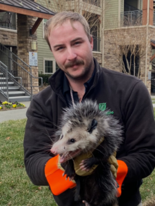 A Sustainable Pest Systems technician wearing gloves, holding a rescued opossum in Raleigh, NC.
