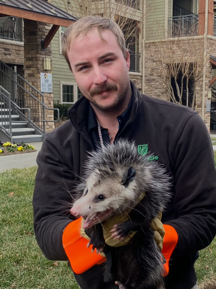 A Sustainable Pest Systems technician wearing gloves, holding a rescued opossum in Raleigh, NC.