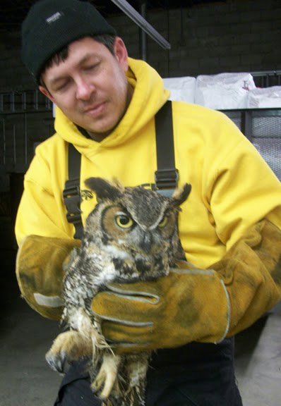 A wildlife control technician in protective gear safely holding a large owl, demonstrating humane removal by Critter Control of Omaha, NE