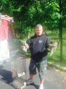 A Superb Pest Control technician holding two raccoons after removal services in Elizabeth, NJ.