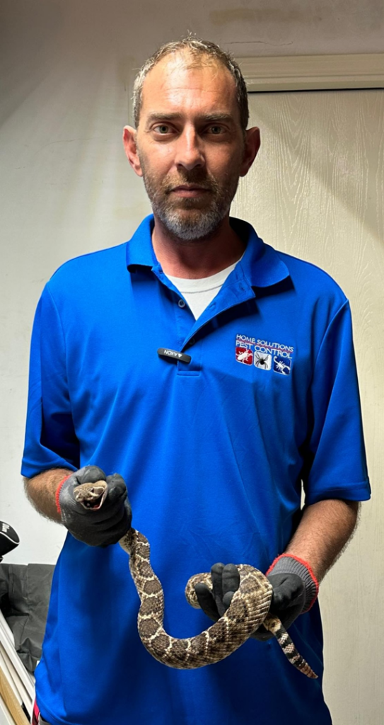 A Home Solutions Pest Control technician in San Antonio, TX, safely holding a rattlesnake with gloved hands during a wildlife removal job.