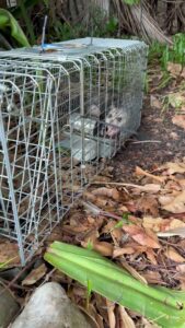 A Sure Shot Pest Solutions technician holding a removed iguana after a wildlife control job in Fort Lauderdale, FL.