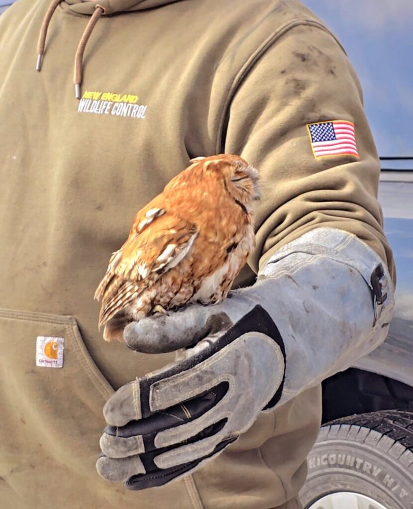 A New England Wildlife Control technician holding a rescued owl, wearing protective gear in Salem, NH.