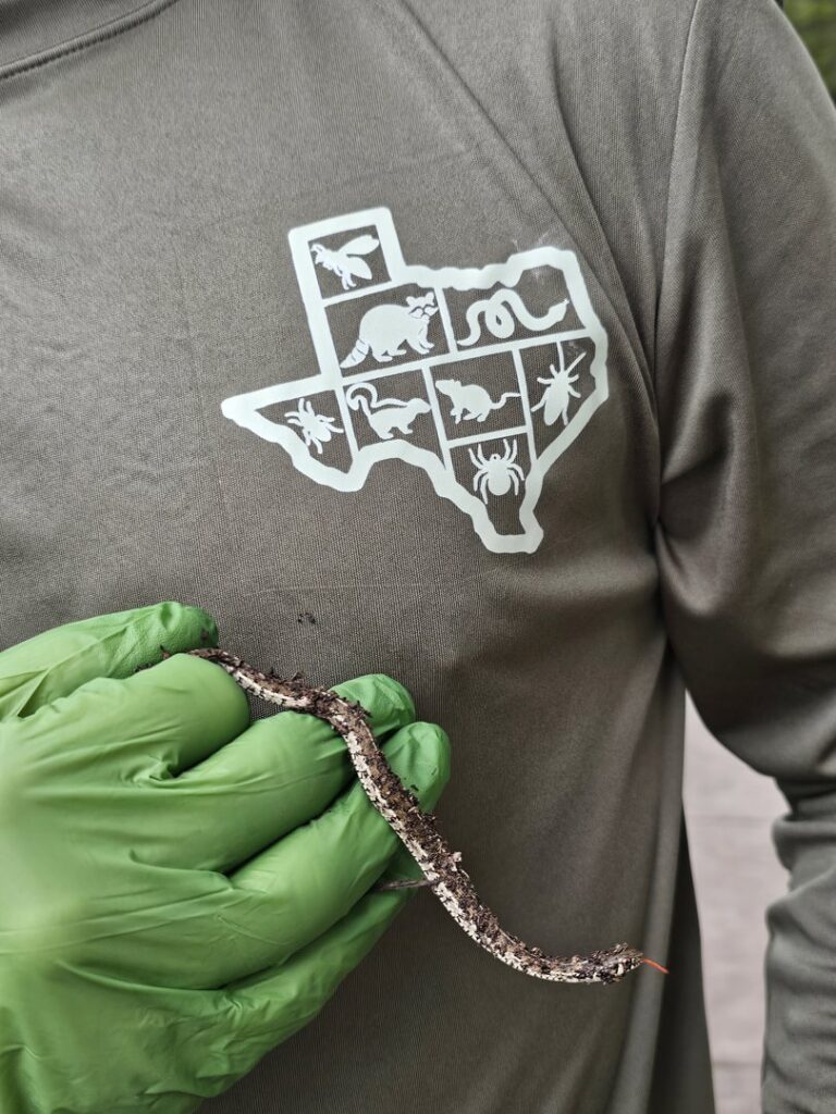 A Pest Trappers technician wearing green gloves and uniform, holding a small snake during a wildlife removal job in San Antonio, TX.