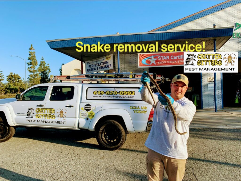 A Critter Gitters technician holding a snake after removal, standing next to a company truck in Lakeside, CA.