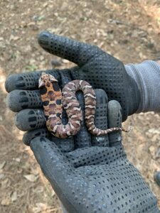 A technician wearing gloves holding a small snake, demonstrating wildlife removal by Pinnacle Pest Solutions in Hilton Head Island, SC