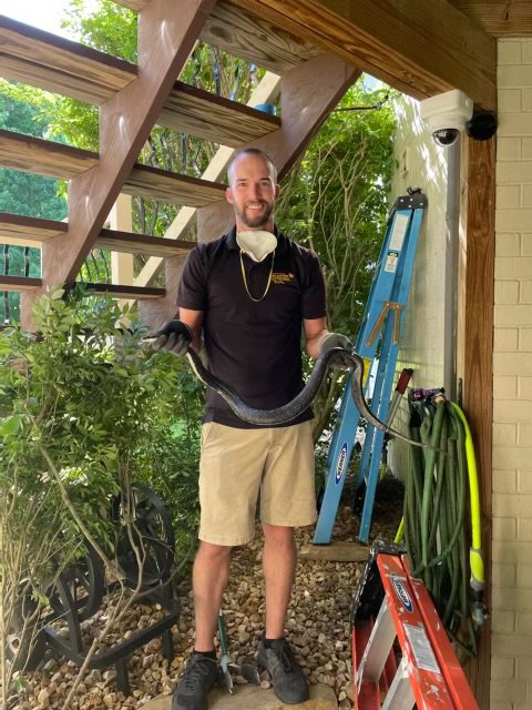 Critter Control technician holding a removed snake after a wildlife control job in Springfield, MO