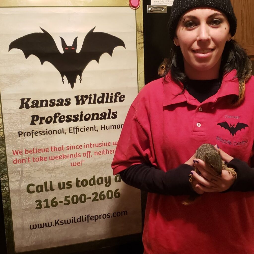 A Kansas Wildlife Pros technician holding two small squirrels, demonstrating humane wildlife handling in Wichita, KS.