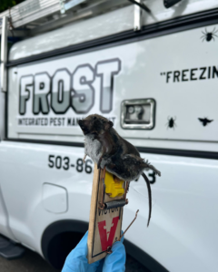 A technician holding a trapped mouse in front of a Frost Integrated Pest Management truck in Portland, OR.