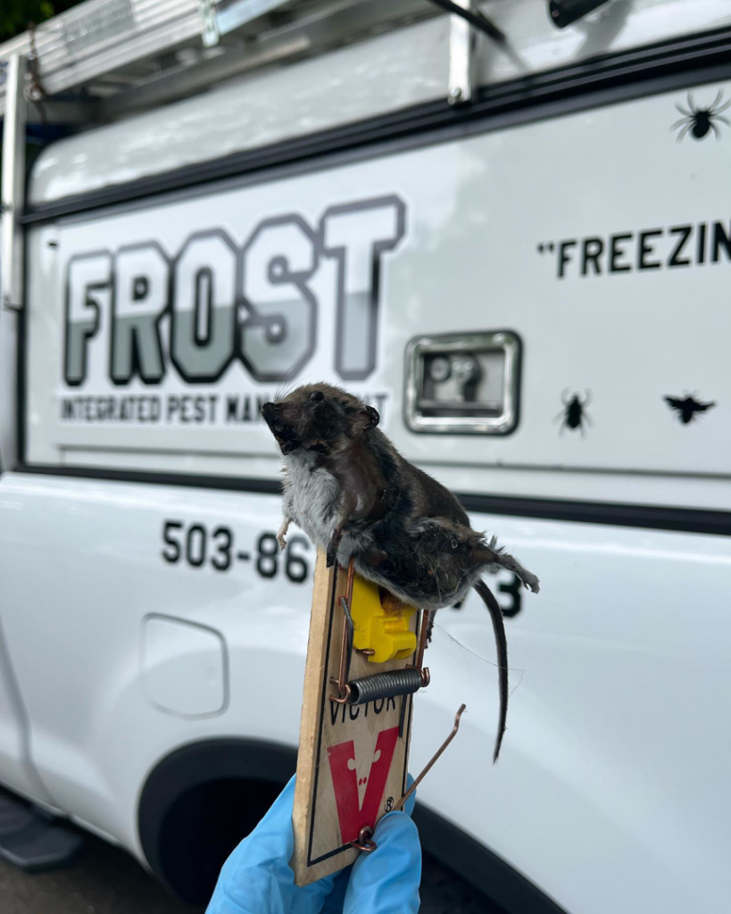 A technician holding a trapped mouse in front of a Frost Integrated Pest Management truck in Portland, OR.
