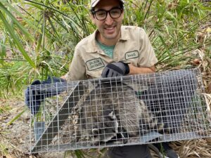 A smiling technician from The Wildlife Professionals holding a live trap with a raccoon inside, after successful wildlife removal in Albany, NY.