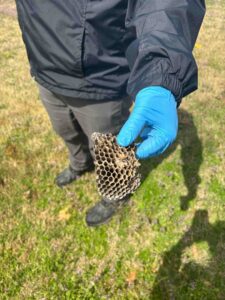 A Diamond Pest Solutions technician in Conway, AR, wearing gloves and holding a removed wasp nest, demonstrating successful pest removal.