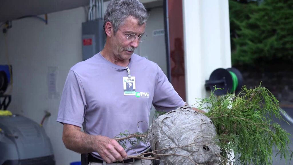 A Pest Management Systems, Inc. technician holding a large wasp nest removed from a property in Greensboro, NC