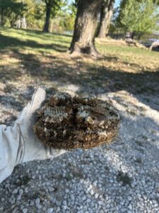 A technician wearing a protective glove holds a large wasp nest removed by Titan Pest Pro in Kansas City, MO.