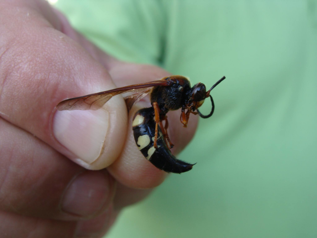 A pest control technician holding a large wasp for removal or identification by Adams Exterminating Company in Springfield, IL
